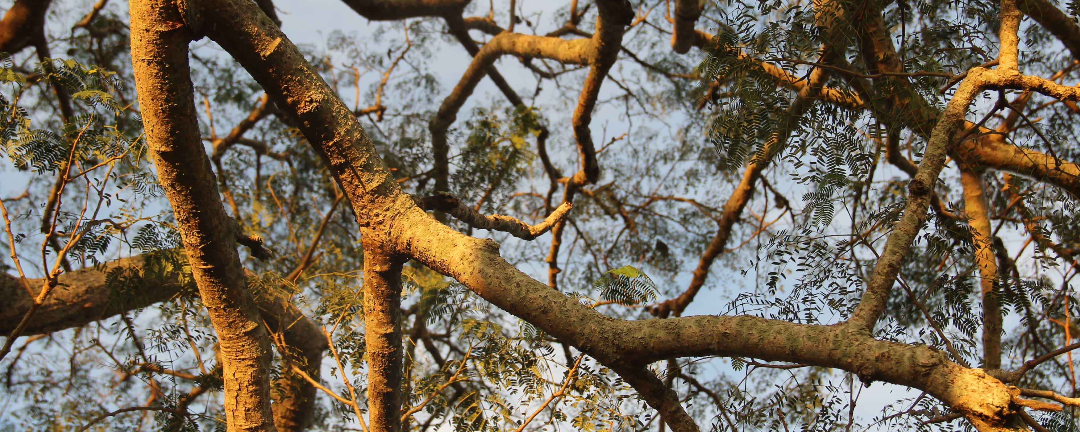 foto de ramas de árboles