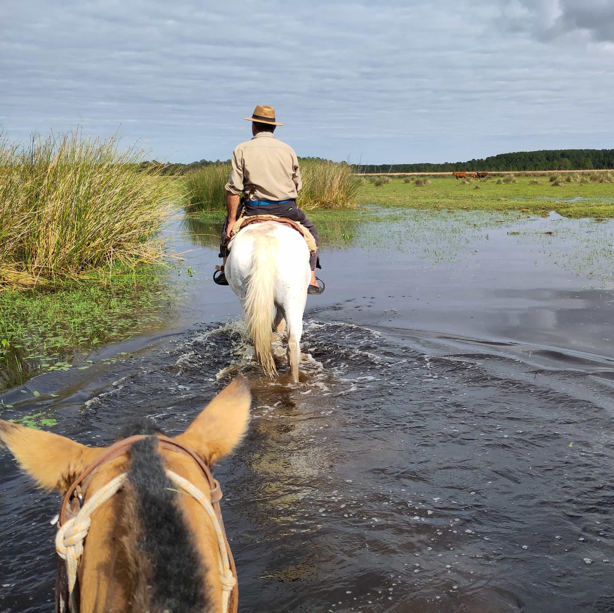 foto de la cabalgata, los caballos en el agua