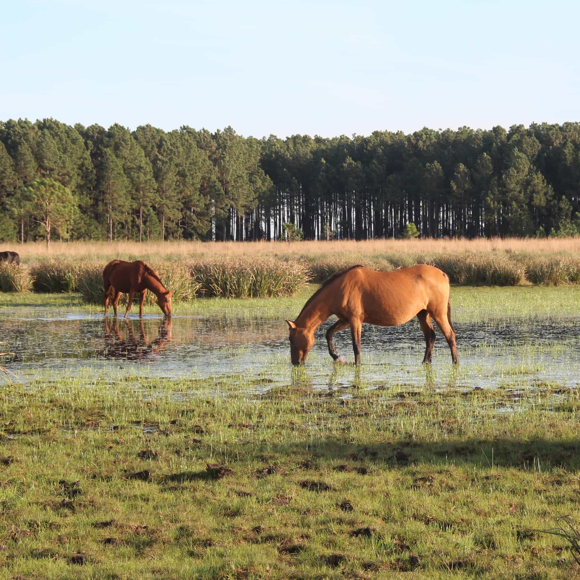 foto de un caballo que toma agua en los esteros