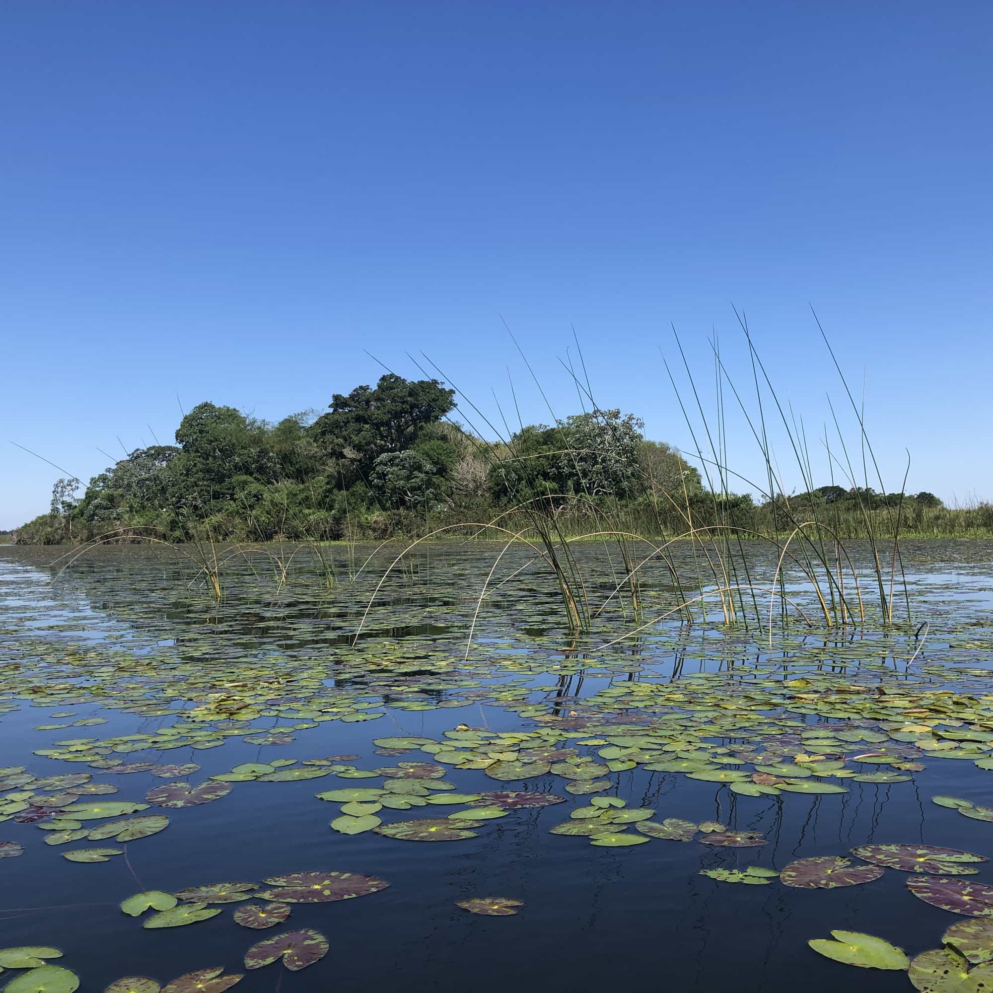 foto de vegetales en el estero
