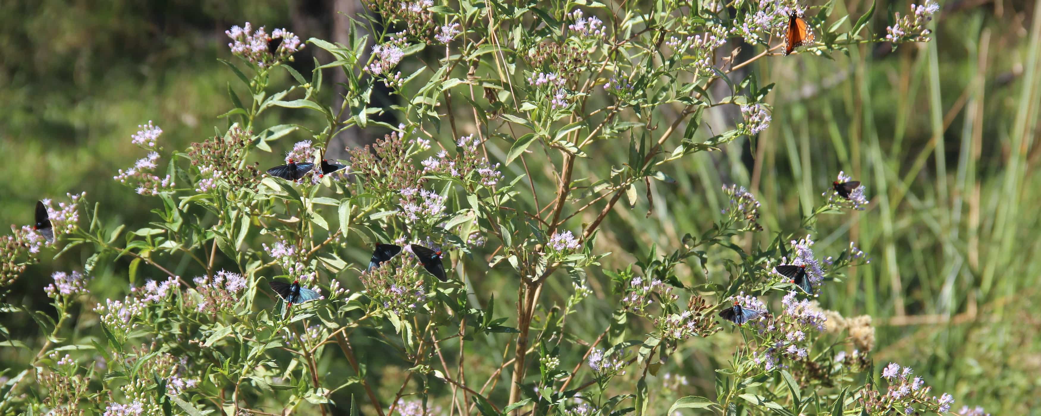 foto de muchas mariposas en las plantas