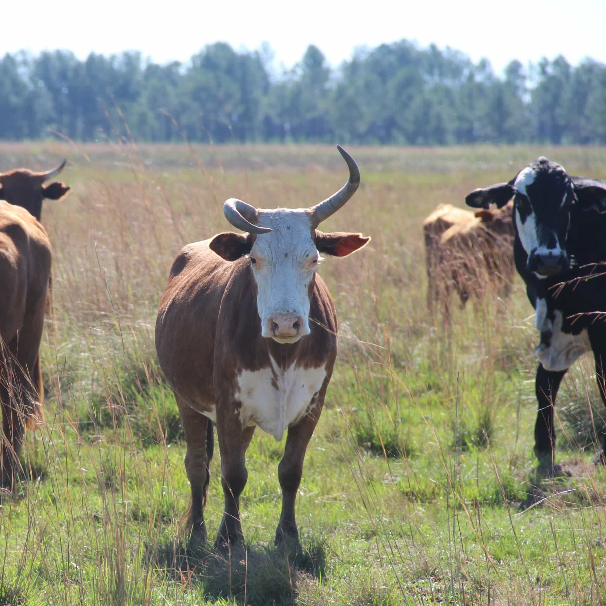 foto de vacas que nos miran, una tiene un cuerno torcido